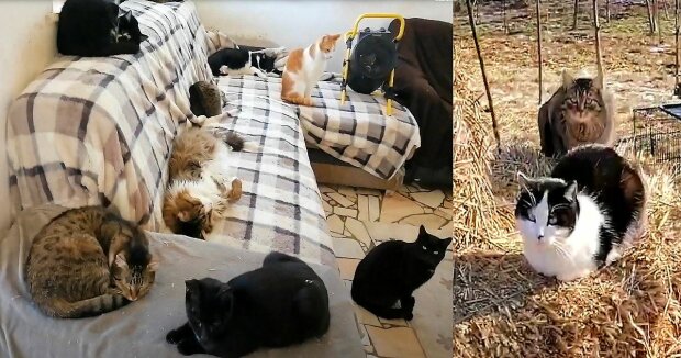 Screenshot: YouTube /  FureverHome Romania Cat Rescue