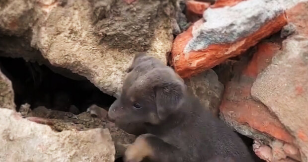 Screenshot: YouTube / Dog Rescue Videos