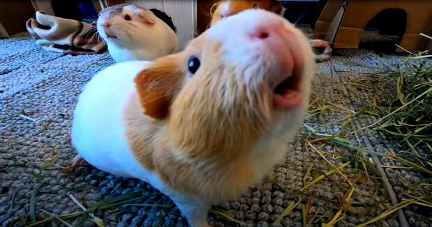 Screenshot: YouTube / It's Pigs!