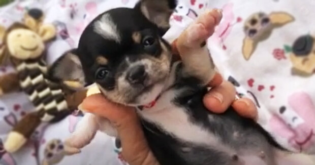 Screenshot: YouTube / Uey’s Chihuahuas