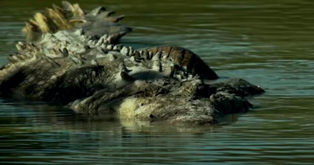 Screenshot: YouTube / National Geographic Wild France