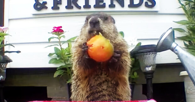Screenshot: YouTube / Chunk The Groundhog
