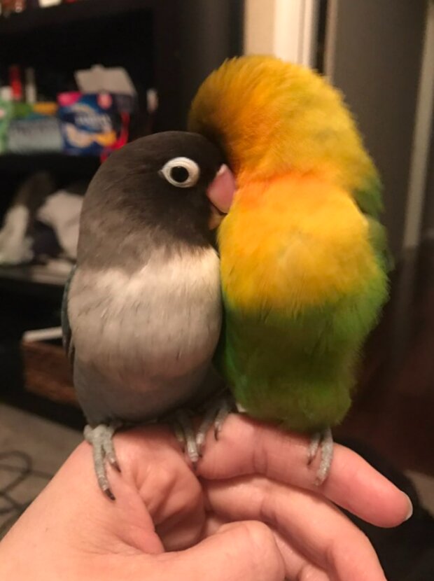 Ein bunter Papagei und seine graue Freundin wurden Eltern Die