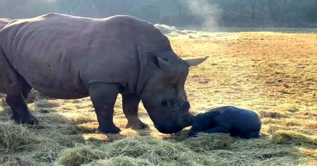Screenshot: YouTube / Care for Wild Rhino Sanctuary