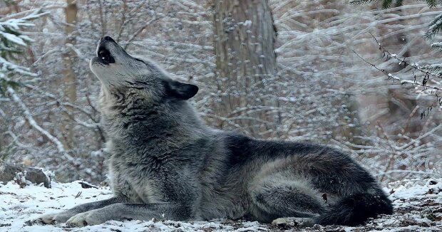 Screenshot: YouTube / Wolf Conservation Center