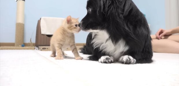 Hund und Katze. Quelle: Youtube Screenshot