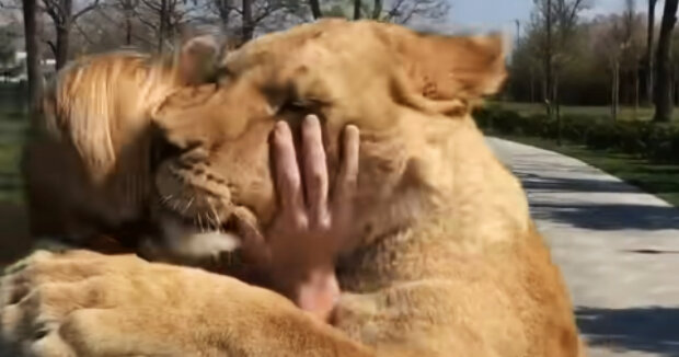 Screenshot: YouTube / MALKIA PARK Big Cats Rescue