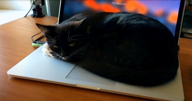 Screenshot: YouTube / Cat Eleanor