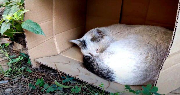 Screenshot: YouTube / Feeding Street Cats