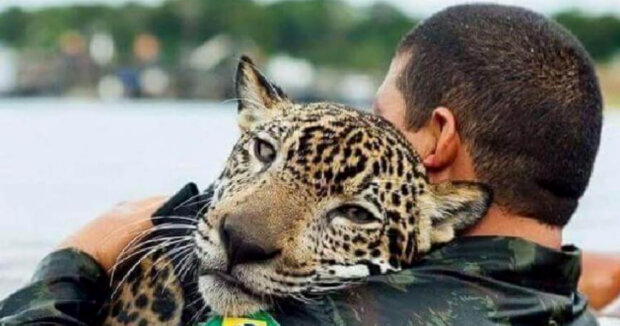 Der Jaguar fiel ins Wasser. Das erschöpfte Tier vertraute den vorbeikommenden Männern und nahm die Hilfe mit Dankbarkeit an