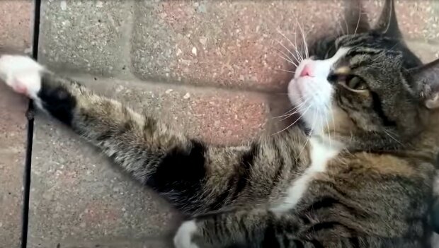 Screenshot: YouTube / Granpruno the cat