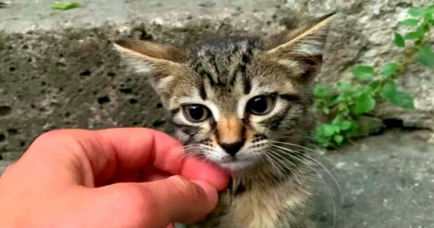 Screenshot: YouTube / Istanbul Cats