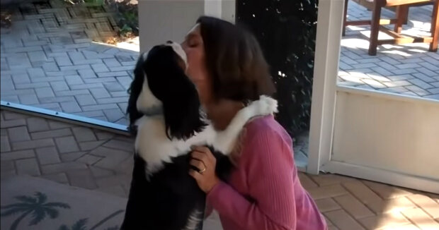 Entfernung ist kein Hindernis: eine 69-jährige Frau half Freiwilligen, einen streunenden Hund in 2.000 km Entfernung zu retten und hat ihn adoptiert