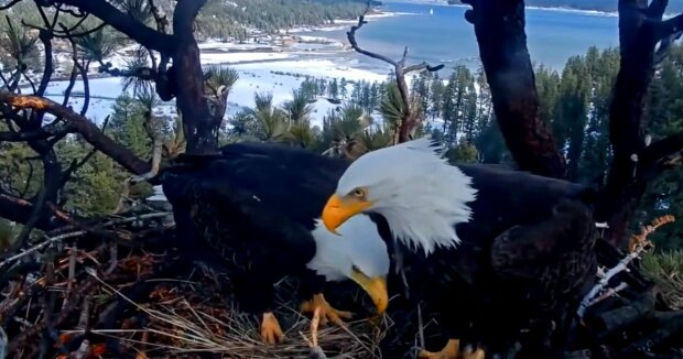 Screenshot: Facebook / Friends of Big Bear Valley and Big Bear Eagle Nest Cam