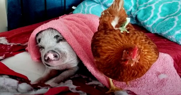 Screenshot: YouTube / Life With Pigs Farm Animal Sanctuary