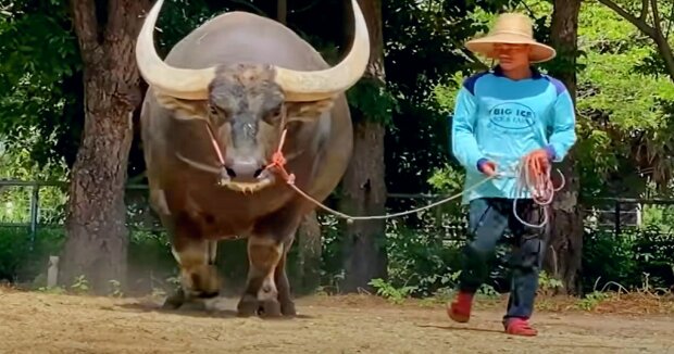 Screenshot: YouTube / Biggest Bulls Of The World