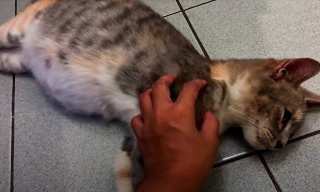 Screenshot: YouTube / CatcatsID