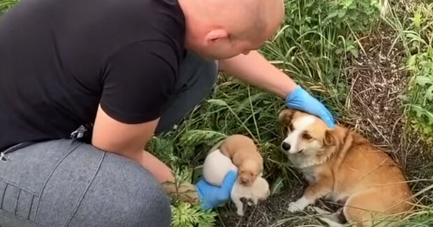 Screenshot: YouTube / Dog Rescue Shelter Mladenovac, Serbia