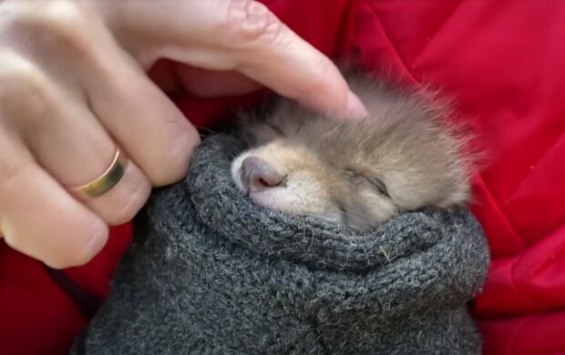 Screenshot: YouTube / Rescue Animals