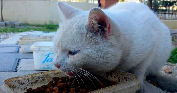 Screenshot: YouTube / Helping Stray Cats in Turkey