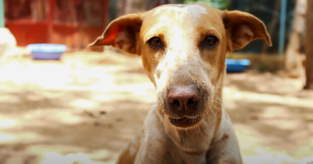 Screenshot: YouTube / Animal Aid Unlimited, India