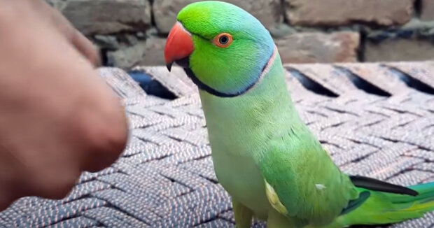 Screenshot: YouTube / Talking Parrot