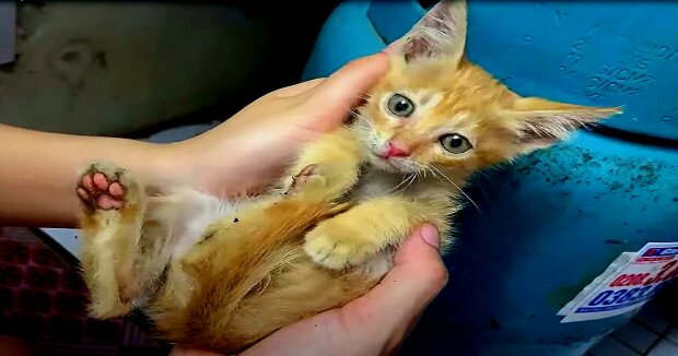 Screenshot: YouTube / Rescue Animals TN Center