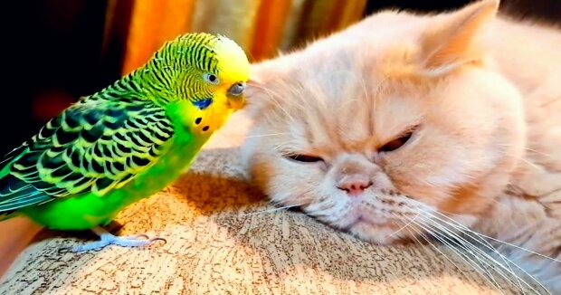 Screenshot: YouTube / cat and bird