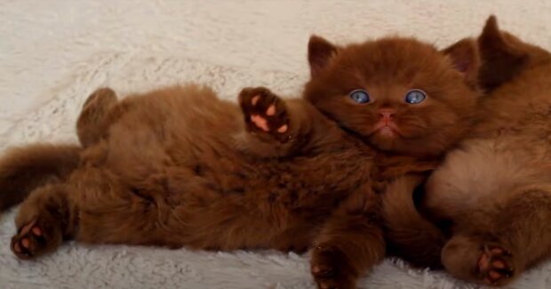 Screenshot: YouTube / cattery british cats