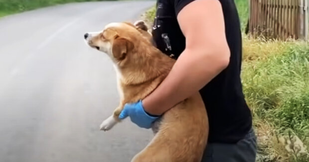 Screenshot: YouTube / Dog Rescue Shelter Mladenovac, Serbia