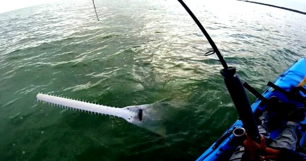 Screenshot: YouTube / Key West Kayak Fishing