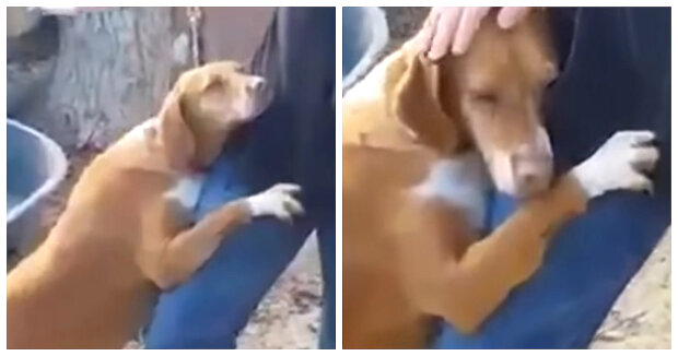 Der Hund im Tierheim begann den Journalisten treu zu umarmen und er konnte ihn nicht dort lassen