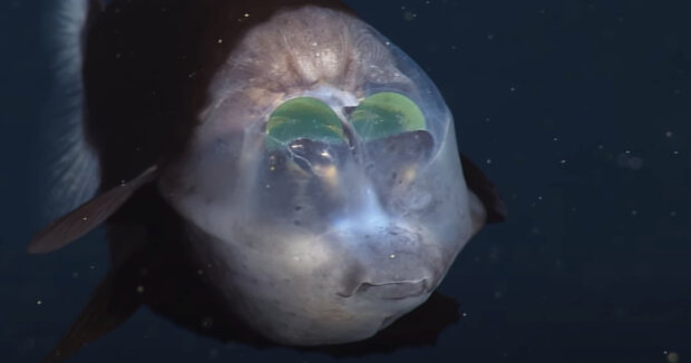 Screenshot: YouTube / MBARI (Monterey Bay Aquarium Research Institute)