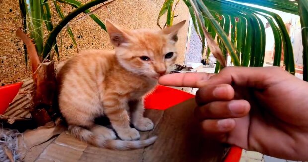 Screenshot: YouTube / Feeding Street Cats