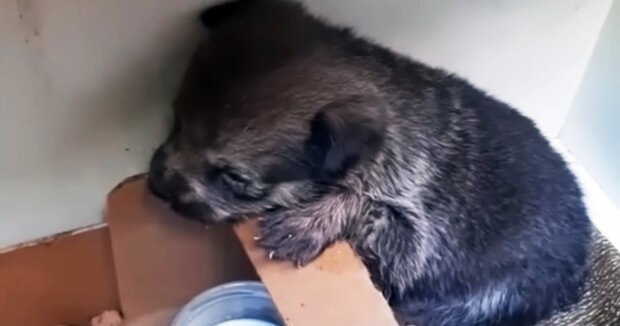 Screenshot: YouTube / Animal Shelter
