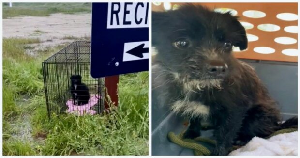Screenshot: Facebook / R.A.D. Rescuing Abandoned Dogs