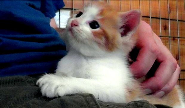 Screenshot: YouTube / The Kits Cats
