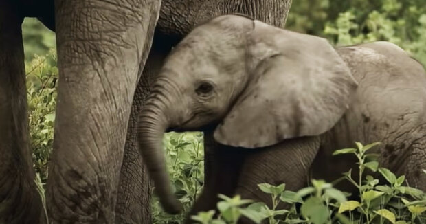 Screenshot: YouTube /  Nature on PBS
