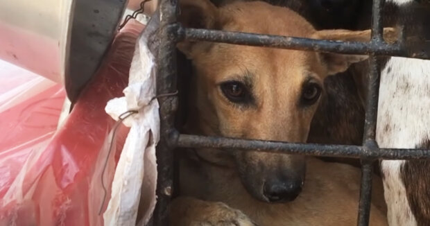 Screenshot: YouTube / សត្វគឺជាមិត្ដភក្ដិមិនមែនជាអាហារទេ Dog Meat Free Cambodia