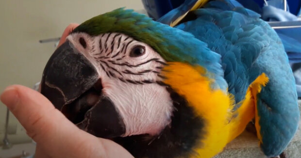 Screenshot: YouTube / Funny Macaw
