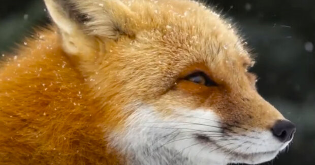 Screenshot: YouTube / Exotic Nature Wildlife documentary