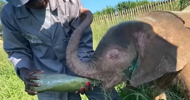 Screenshot: YouTube / HERD Elephant Orphanage South Africa
