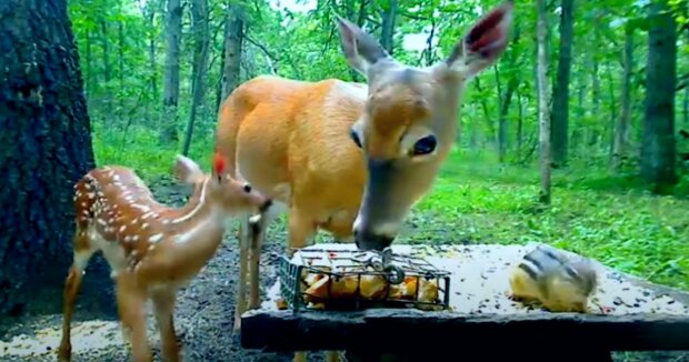 Screenshot: YouTube / Deer Trail