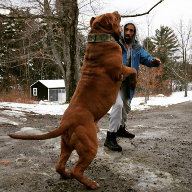 Ein Hund namens Hulk ist der größte Pitbull der Welt Der Hund wiegt 81