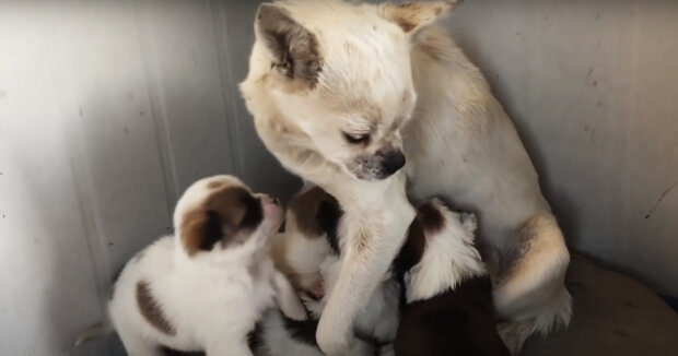 Screenshot: YouTube / Northeast Animal Rescue, China