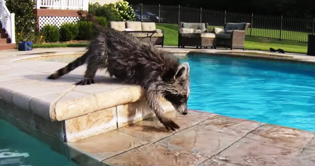 Screenshot: YouTube / Tito The Raccoon