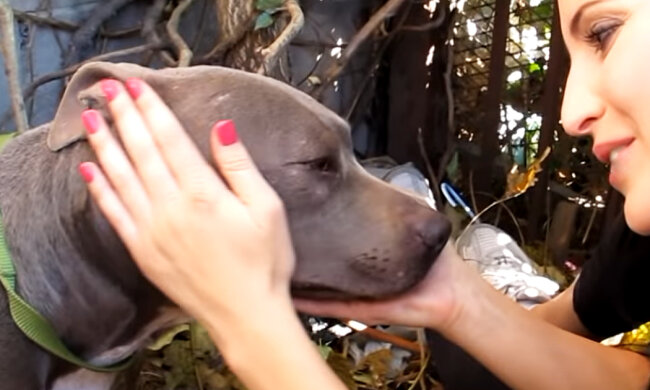 Screenshot: YouTube / Hope For Paws - Official Rescue Channel