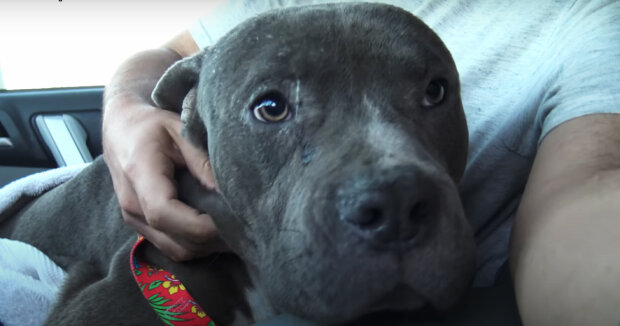 Screenshot: YouTube /  Hope For Paws - Official Rescue Channel