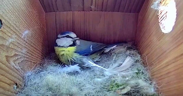 Screenshot: YouTube / Live Nest Box Camera 2021 - Loughborough, UK
